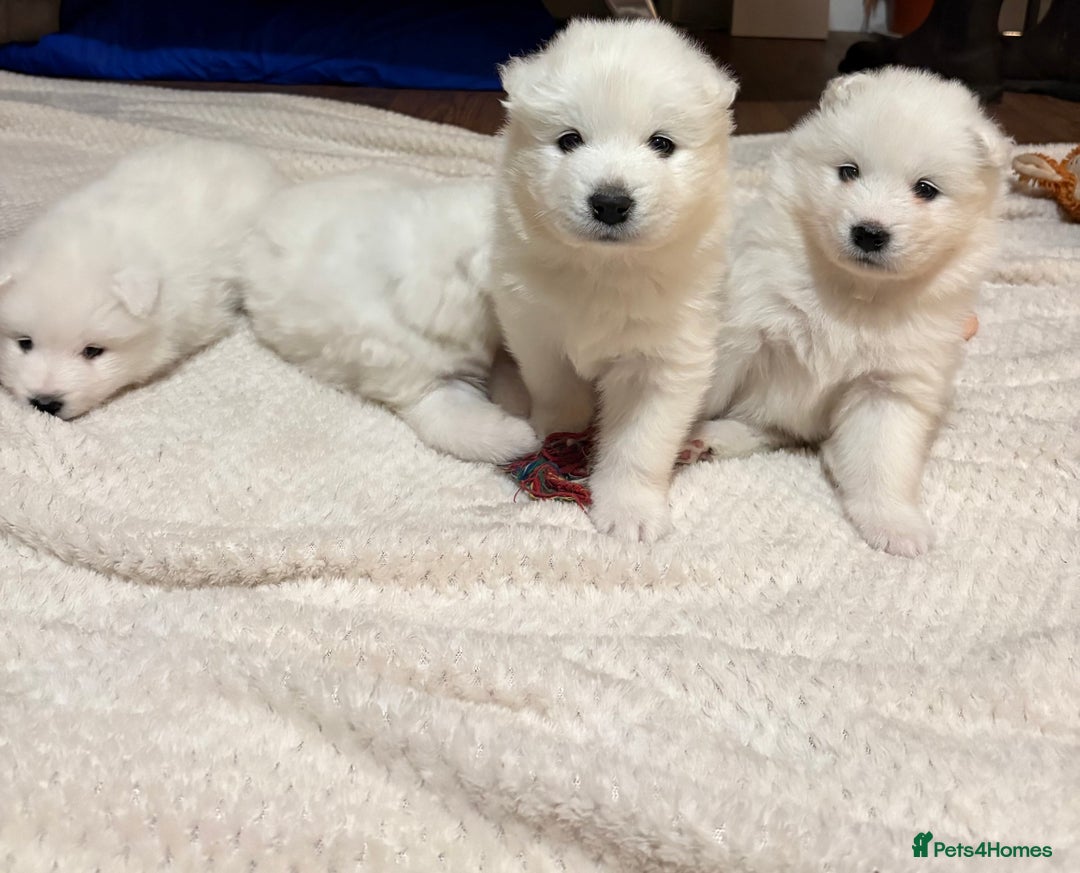 Samoyed dogs for sale: Samoyed puppies for sale - Image 9