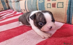 Boston Terrier dogs for sale: Beautiful Boston Terriers pups - Image 17