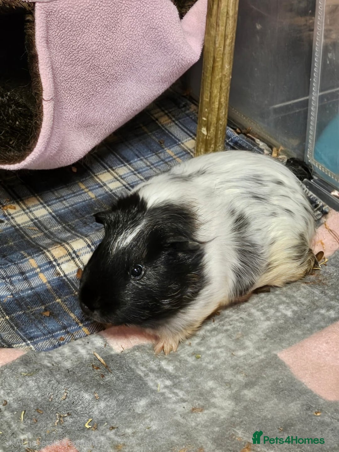 Guinea Pig rodents for sale: Two Male Guinea Pigs  - Advert 1