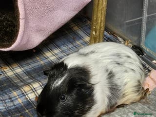 Guinea Pig rodents Two Male Guinea Pigs - Advert 1