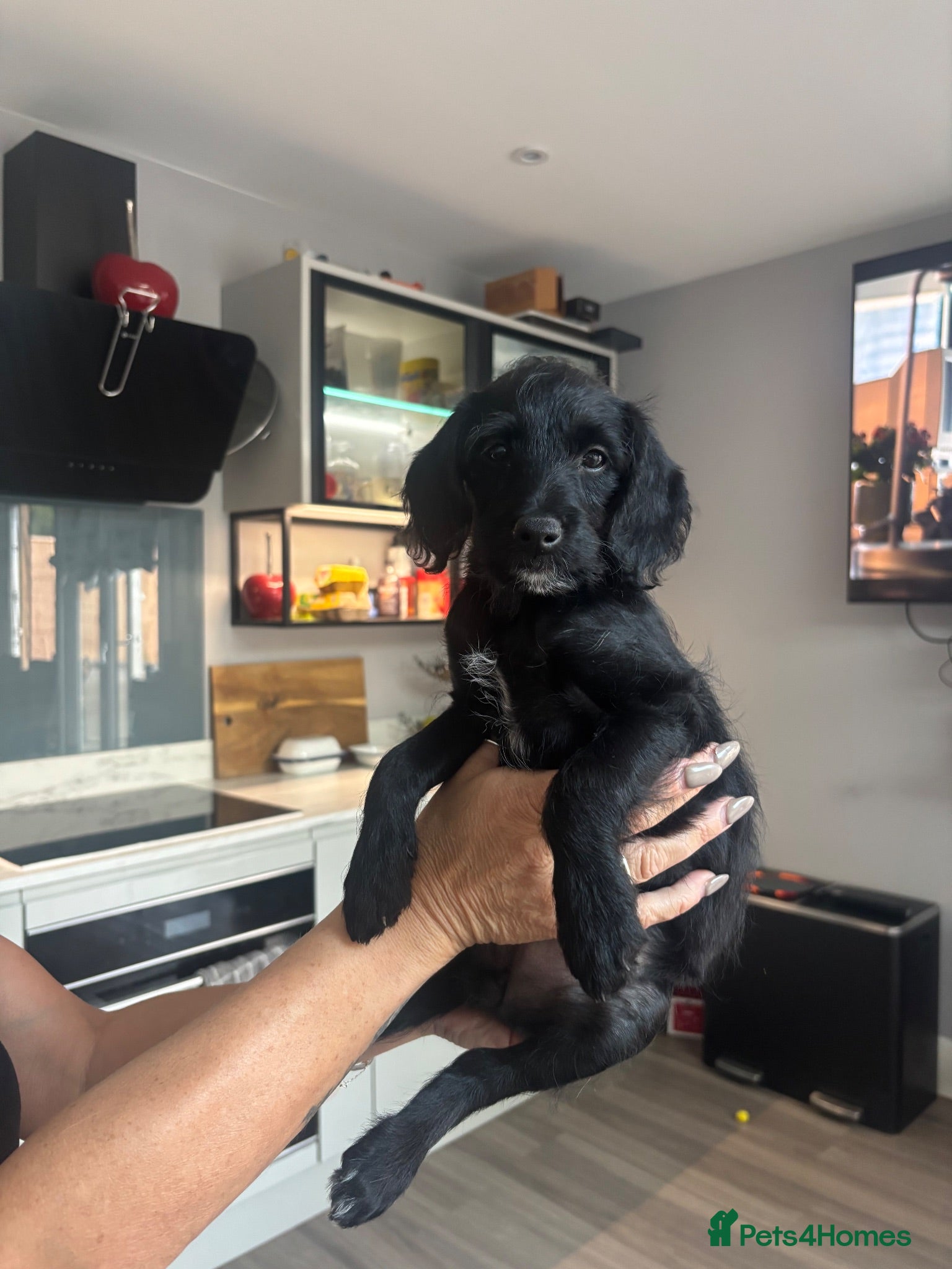 Labradoodle dogs MINI LABRADOODLES 1 LADY LEFT ❤️❤️❤️ - Advert 1
