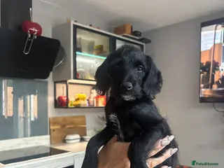 Labradoodle dogs MINI LABRADOODLES 1 LADY LEFT ❤️❤️❤️ - Advert 1
