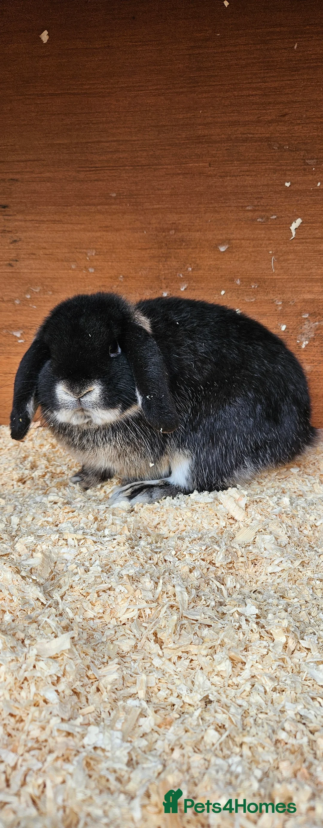 Mini Lop rabbits for sale: 💫💫💖Mini lops ✨️✨️ - Advert 1