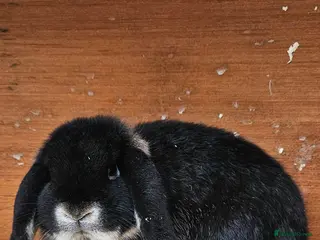 Mini Lop rabbits 💫💫💖Mini lops ✨️✨️ - Advert 16