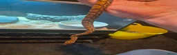 Boa Snake reptiles for sale: Young Brazillian Rainbow Boa - Advert 10