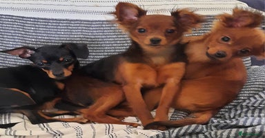 Russian Toy Terrier dogs - Advert 11