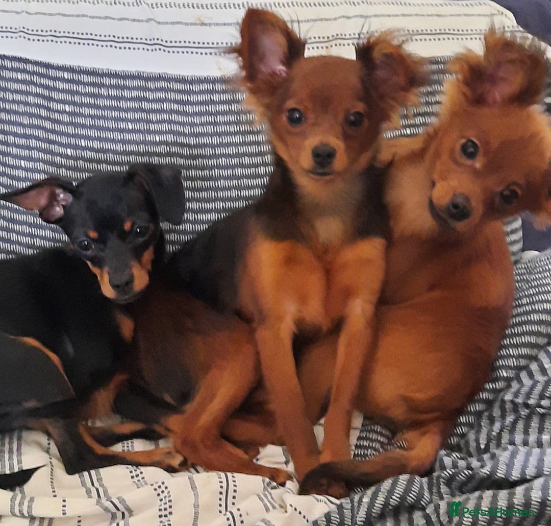 Russian Toy Terrier dogs for sale: Russain toys. - Image 2