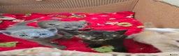 Mixed Breed cats for sale: 6x Gorgeous kittens - Advert 24