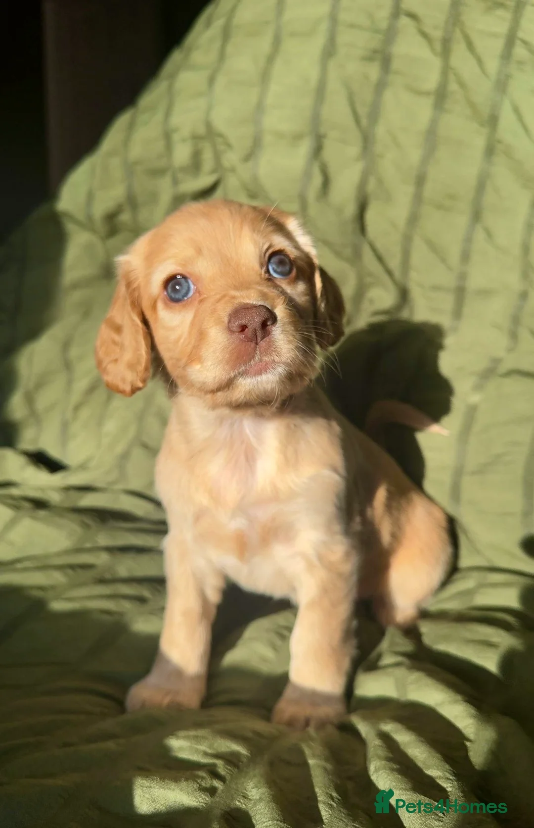 Cocker Spaniel dogs for sale:  Ready now!1 Boy left! KC Working Cocker Spaniels  - Advert 25