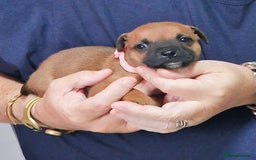 Staffordshire Bull Terrier dogs for sale: SHOW QUAILTY RED STAFF PUPPIES  - Image 7