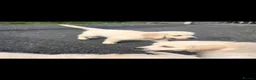 Golden Retriever dogs for sale: Golden Retriever Puppies in Bangor - Advert 3
