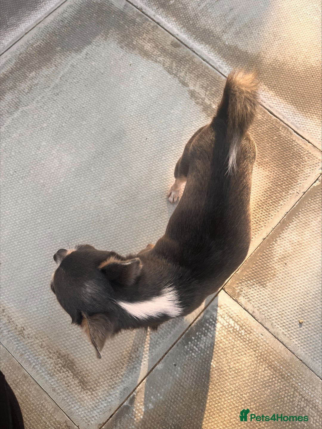 Chihuahua dogs for stud: T-Cup Chihuahua for Stud  - Image 6