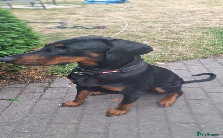 Dobermann dogs - Advert 3