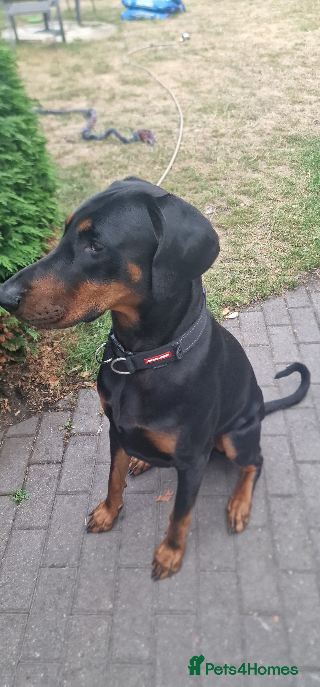 Dobermann dogs for sale: Doberman looking for new home - Image 1