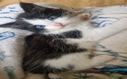 Mixed Breed cats for sale: Kittens for sale  - Image 1
