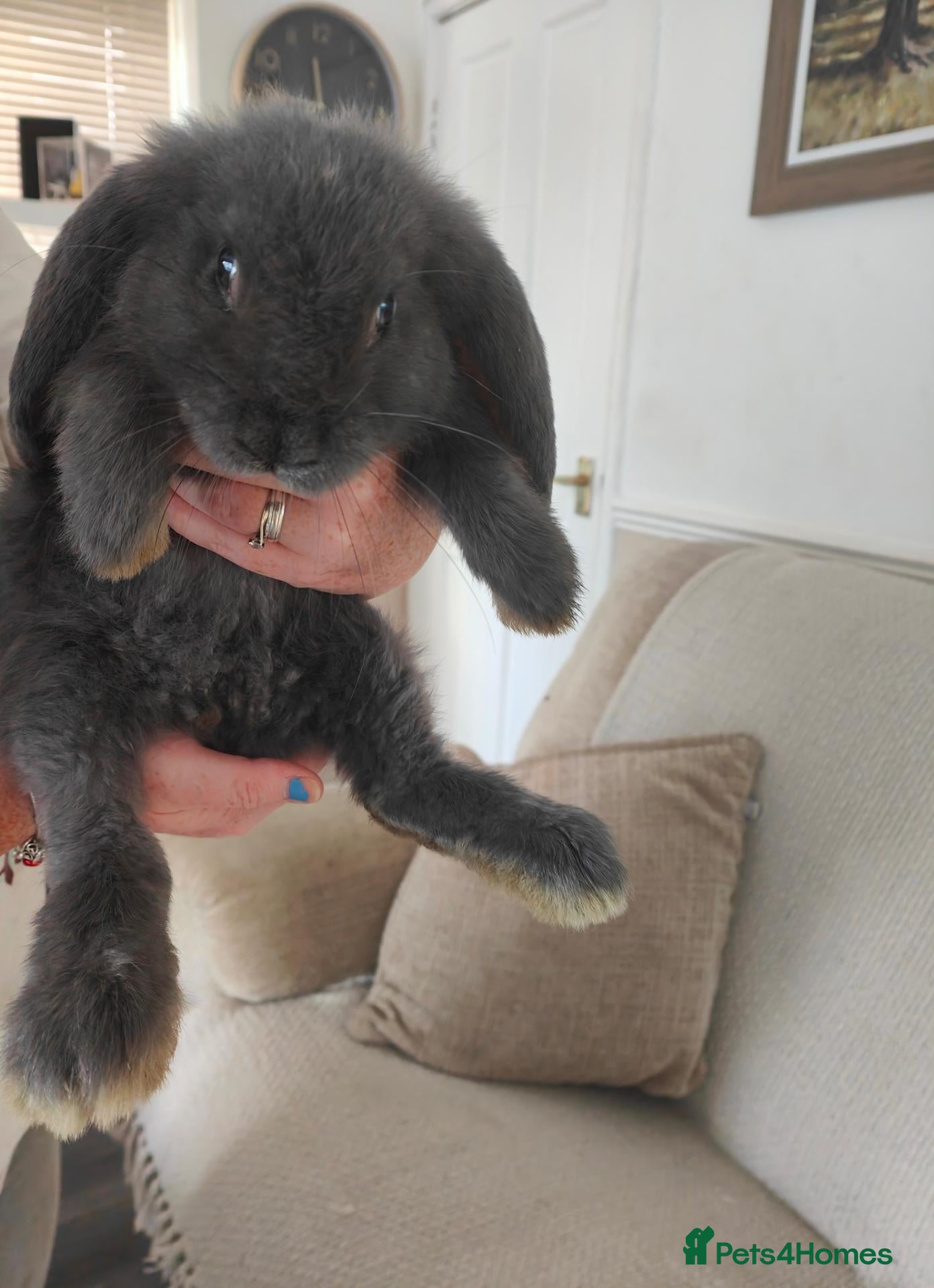 French Lop rabbits Giant french lops (REDUCED PRICE) 1 BLUE BUCK LEFT - Advert 9
