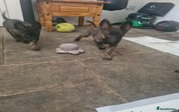 German Shepherd dogs for sale: German sheperd puppies in Rotherham - Image 13