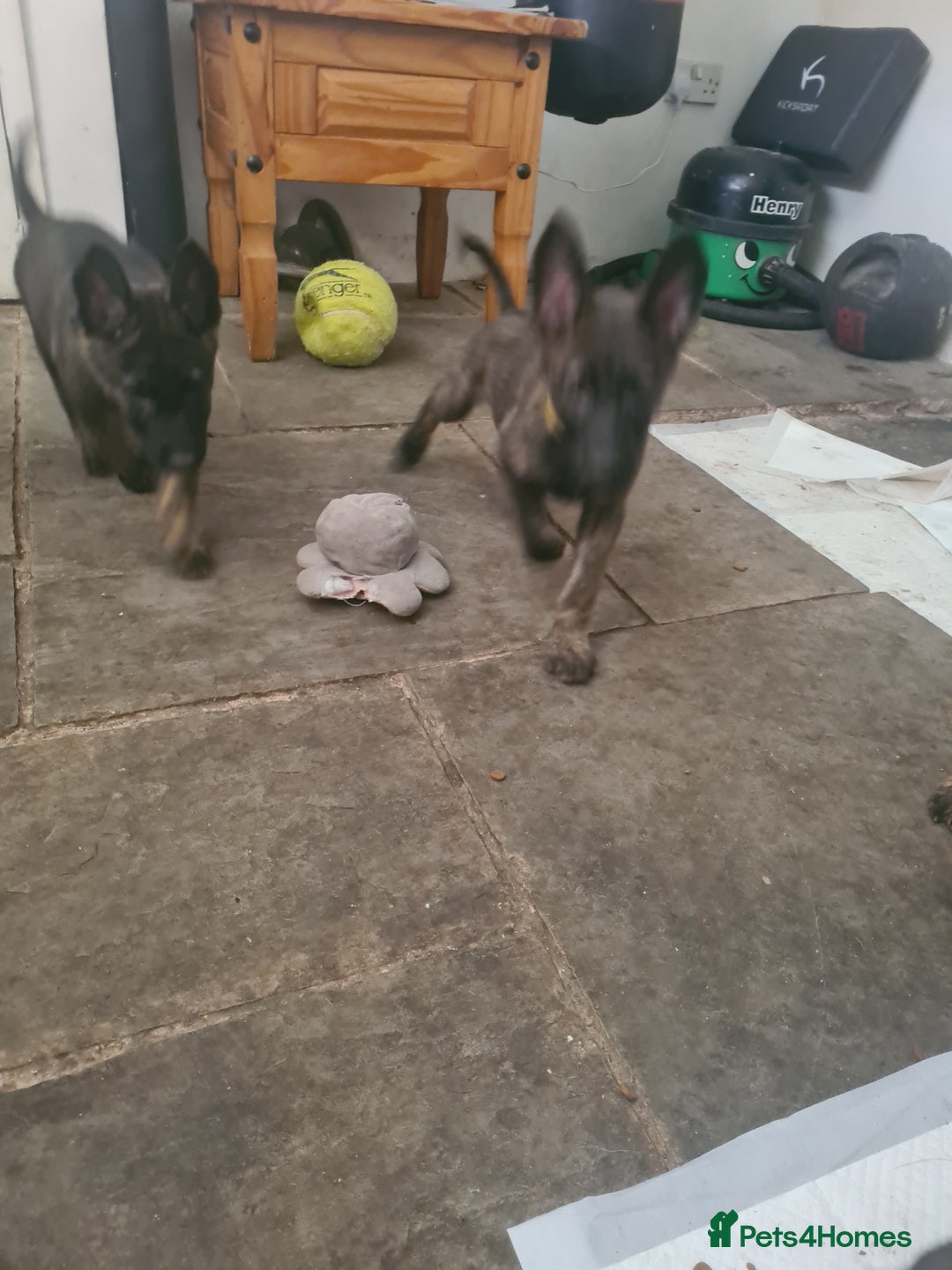 German Shepherd dogs for sale: German sheperd puppies in Rotherham - Image 13