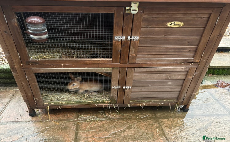 Mixed Breed rabbits - Advert 11