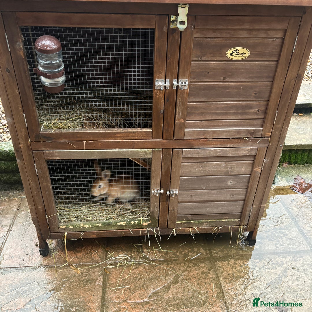 Mixed Breed rabbits for sale: Two baby rabbits & hutch - Advert 1