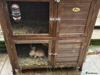 Mixed Breed rabbits Two baby rabbits & hutch - Advert 17