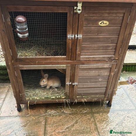 Mixed Breed rabbits Two baby rabbits & hutch - Advert 16