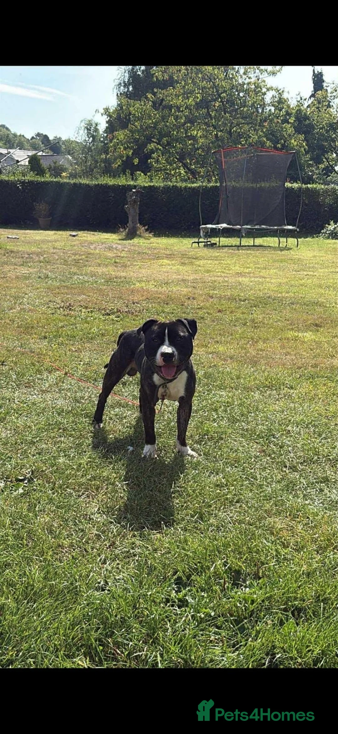 Staffordshire Bull Terrier dogs for adoption: TULLY❤️🐾 in Hengoed - Advert 11
