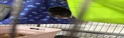 Rat rodents for sale: 5 male pet rats  in Hull - Advert 4
