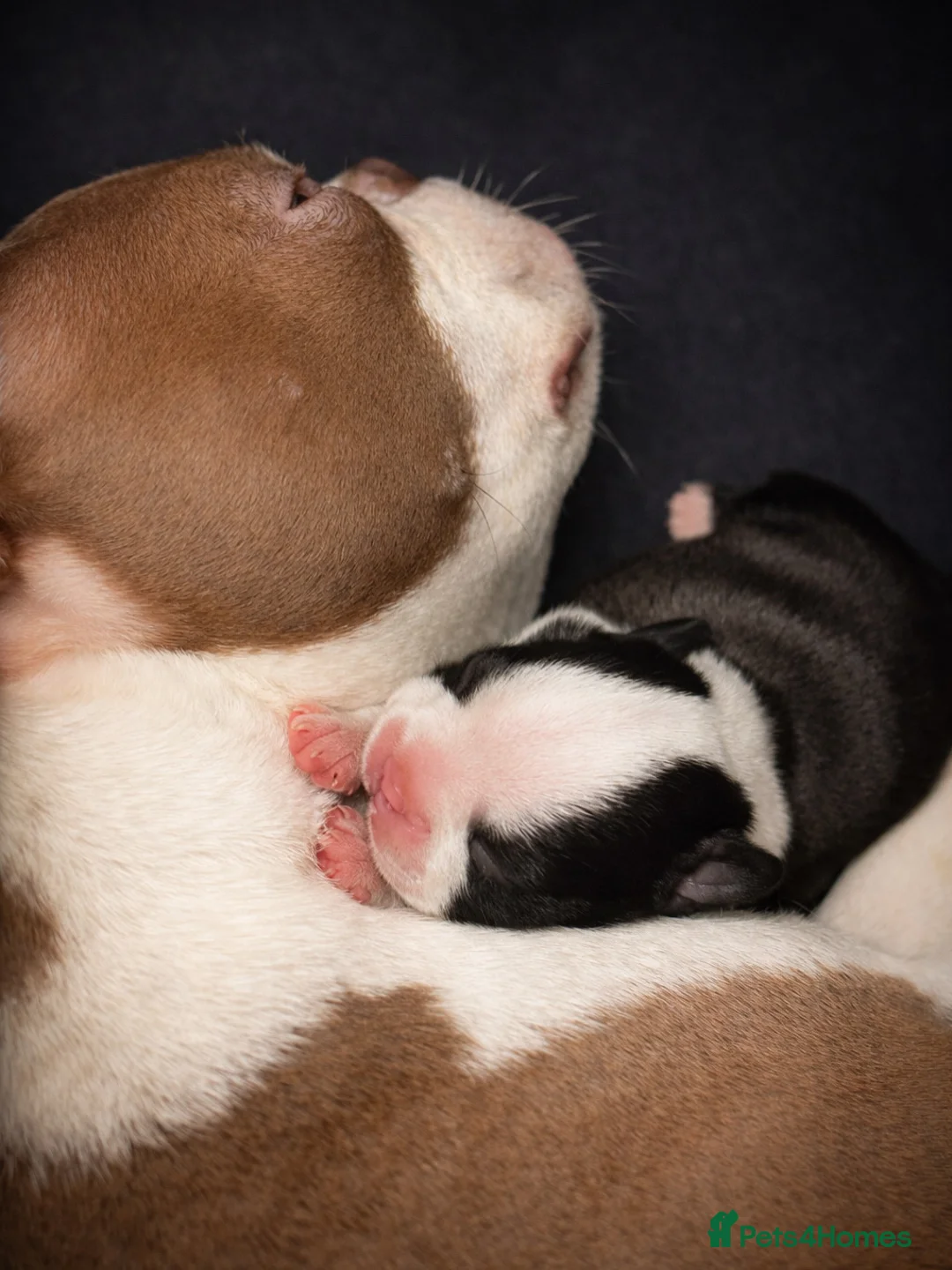 Boston Terrier dogs for sale: Beautiful litter of KC Boston Terrier Puppies -  - Advert 2