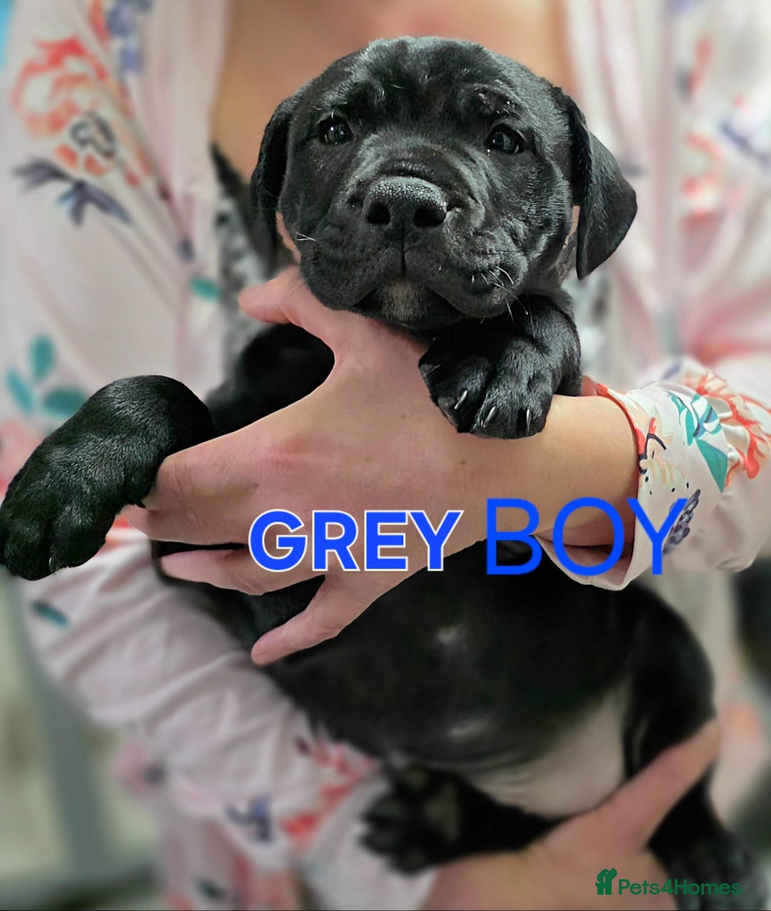 Staffordshire Bull Terrier dogs for sale: Staffordshire Bull Terrier Puppies 2Boys Available - Advert 5