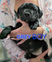 Staffordshire Bull Terrier dogs Staffordshire Bull Terrier Puppies 2Boys Available - Advert 4