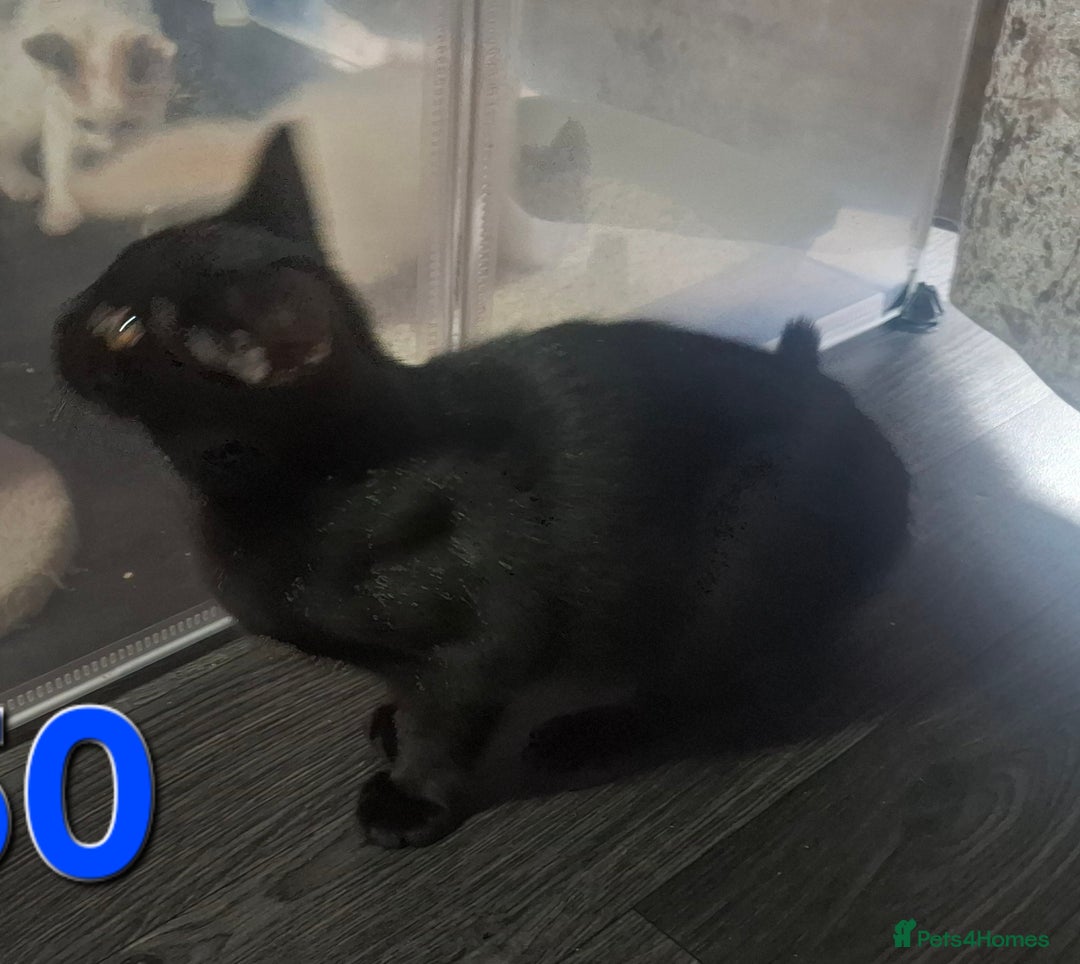 Mixed Breed cats for sale: Gorgeous kitten collection asap - Image 1