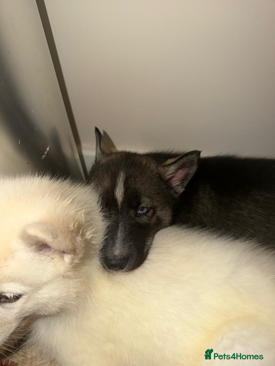 Siberian Husky dogs for sale: 3 x Siberian husky puppies  - Image 20