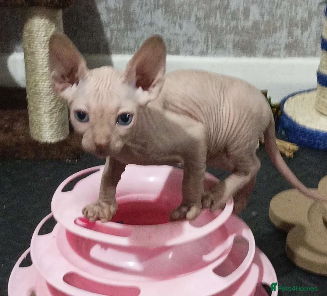 Sphynx cats for sale: ADORABLE PEDIGREE MALE SPHYNX KITTENS  - Advert 2