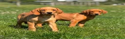 Goldador dogs for sale: Health Tested Goldador Puppies - Advert 6