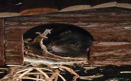 Rat rodents for sale: Vincent - Boy - Rehome - Image 1