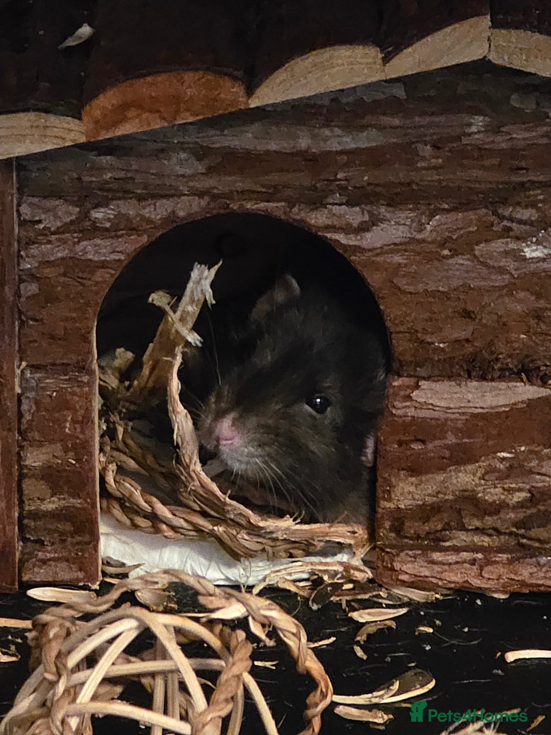 Rat rodents for sale: Vincent - Boy - Rehome - Image 1