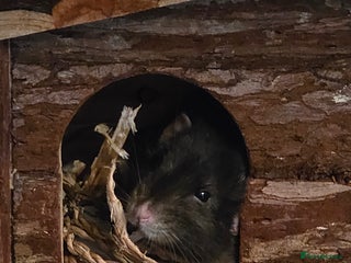 Rat rodents for sale - Advert 1