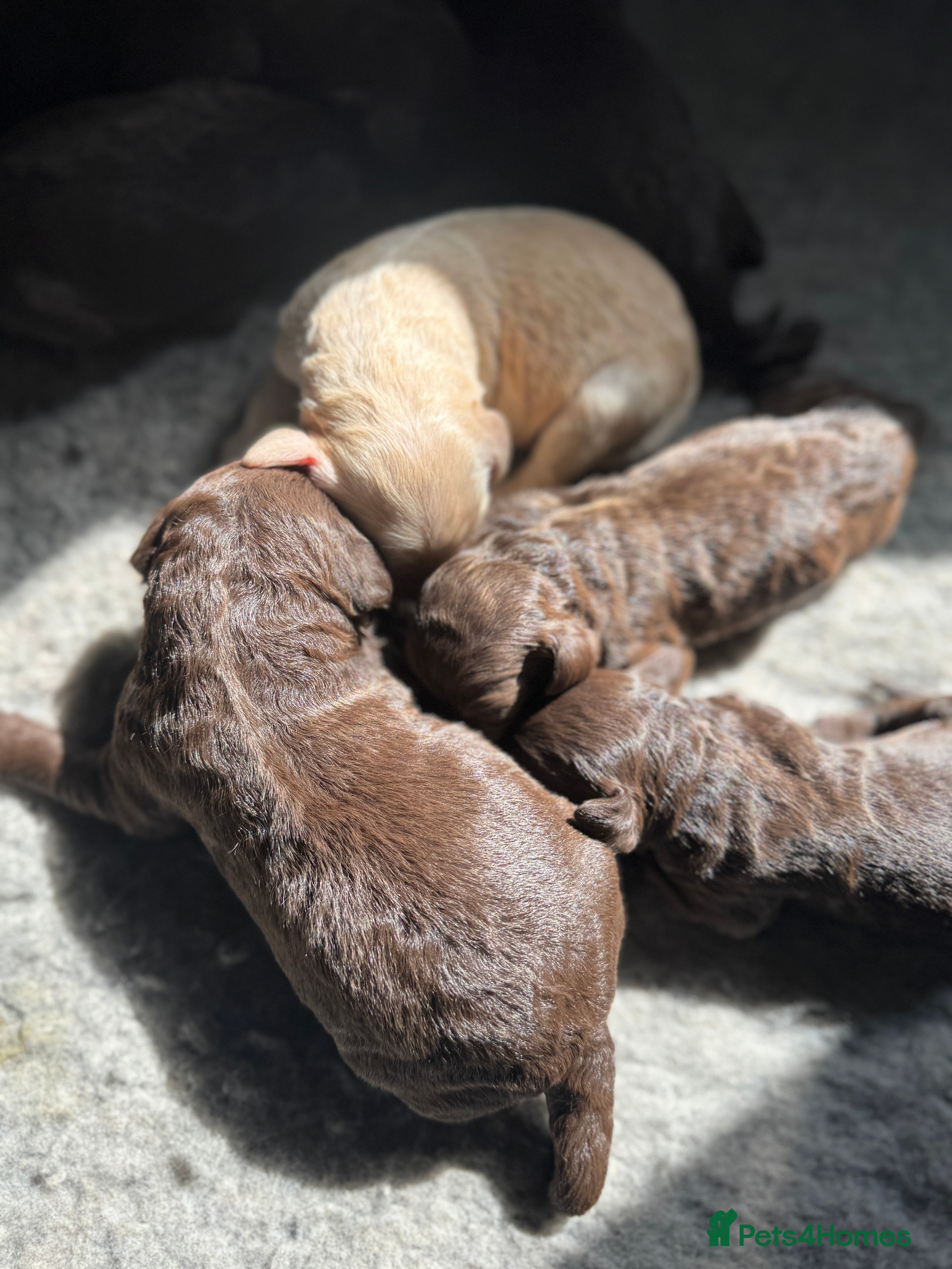 Labradoodle dogs Labradoodle 12th+ generation  - Advert 1