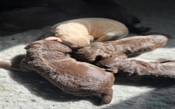 Labradoodle dogs for sale: Labradoodle 12th+ generation  - Image 1