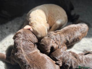 Labradoodle dogs - Advert 34