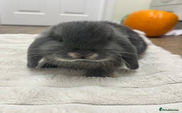 Mini Lop rabbits for sale: Gorgeous Mini Lop Babies - Image 1