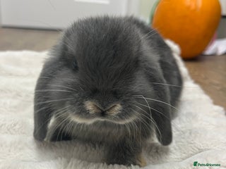 Mini Lop rabbits - Advert 26