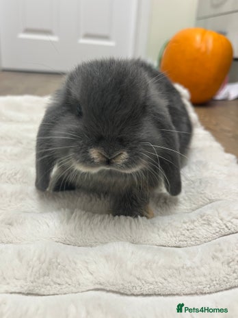 Mini Lop rabbits - Advert 14