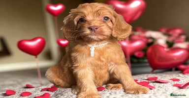 Cockapoo dogs - Advert 15