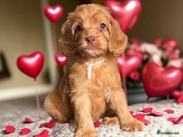 Cockapoo dogs - Advert 9