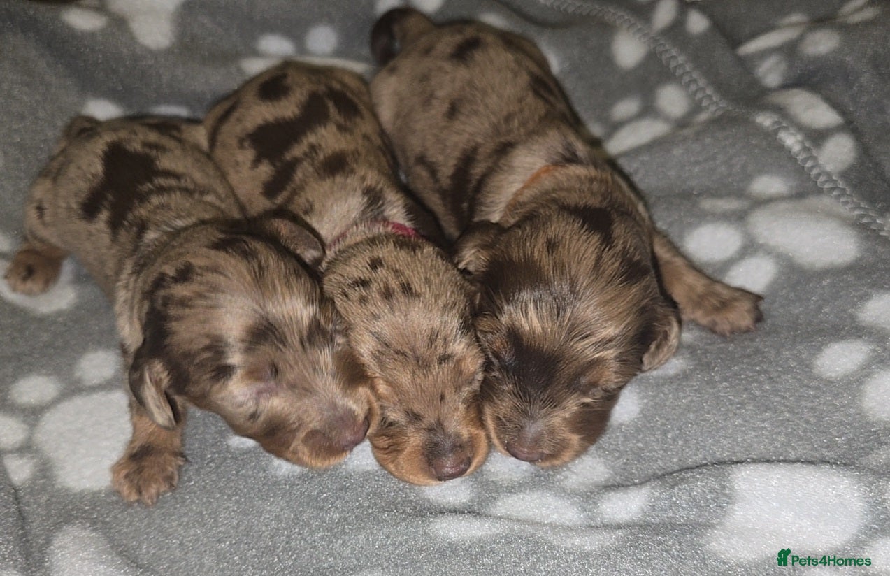 Miniature Dachshund dogs KC registered miniature dachshund - Advert 1