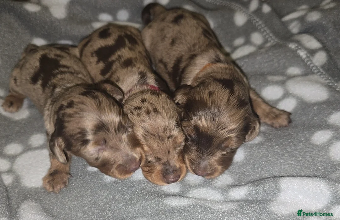 Miniature Dachshund dogs for sale: KC registered miniature dachshund - Advert 1