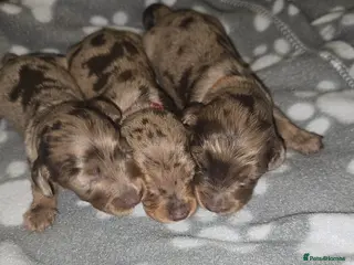 Miniature Dachshund dogs KC registered miniature dachshund - Advert 1