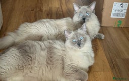 Ragdoll cats for sale: Champion Line ACTIVE Ragdoll Queen - London - Image 1